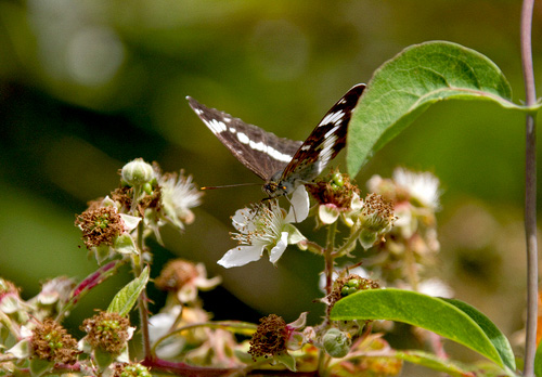 White Admiral DM1240